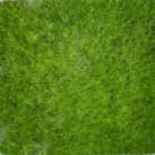 Семена газонных трав