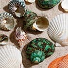 Натуральные ракушки