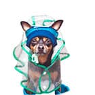 Дождевики, зонты