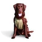 Охлаждающая одежда