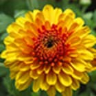 Хризантема