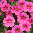 Калибрахоа