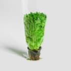 Пакеты для зелени