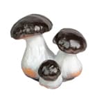 Растения и грибы