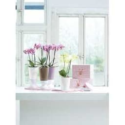 Кашпо Lechuza Мини-Дельтини Светло-Зеленый с системой полива