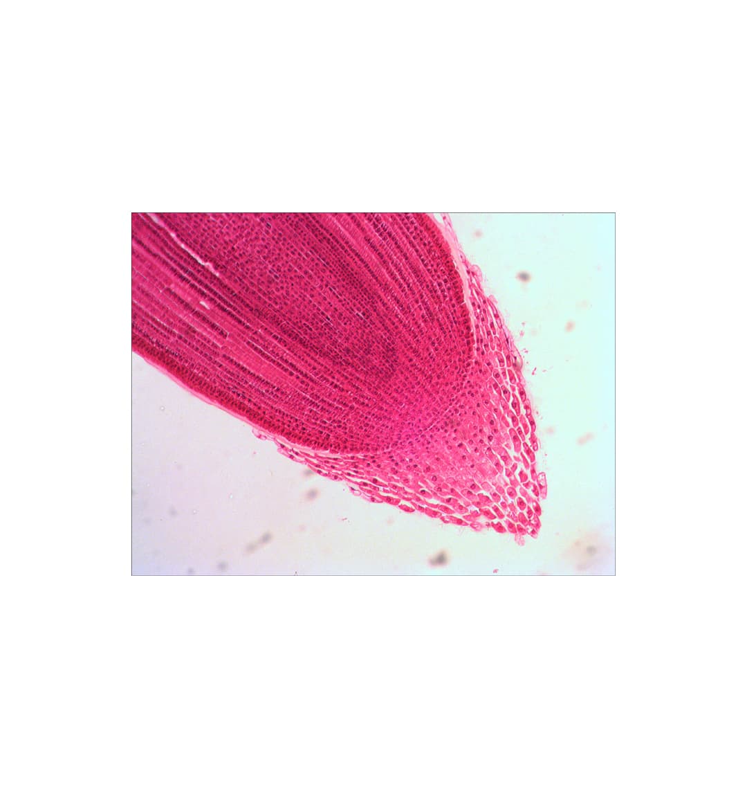 Набор микропрепаратов Levenhuk N18 NG