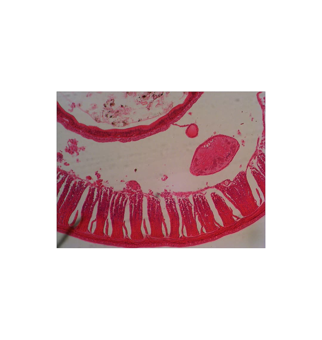 Набор микропрепаратов Levenhuk N18 NG