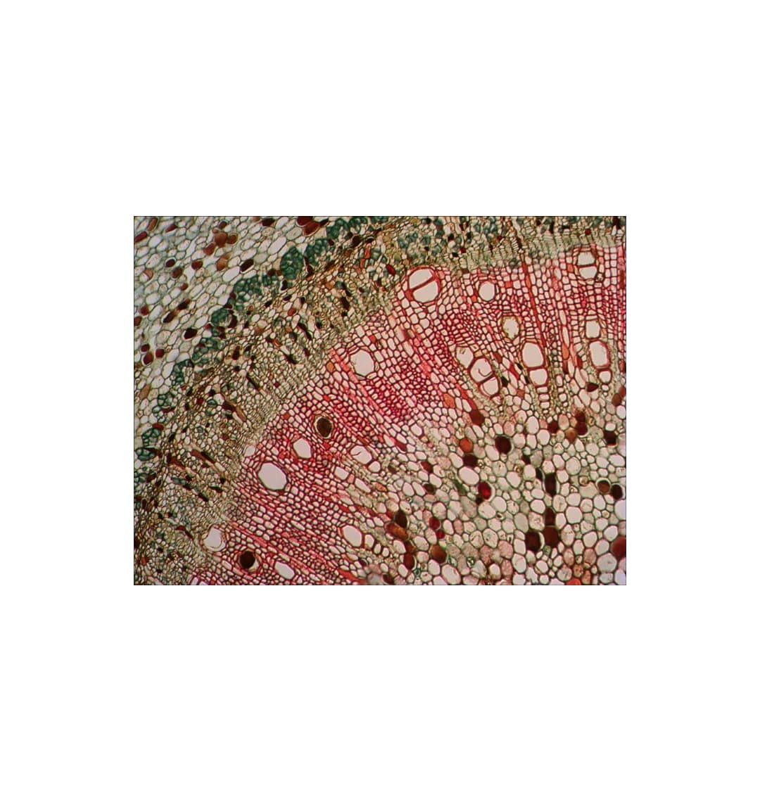 Набор микропрепаратов Levenhuk N18 NG