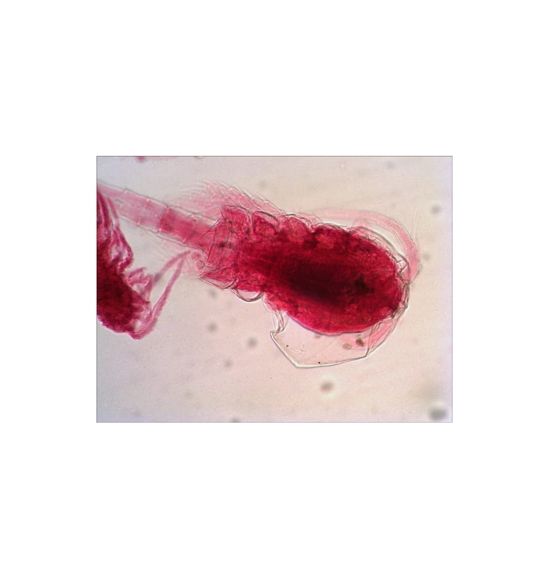 Набор микропрепаратов Levenhuk N18 NG