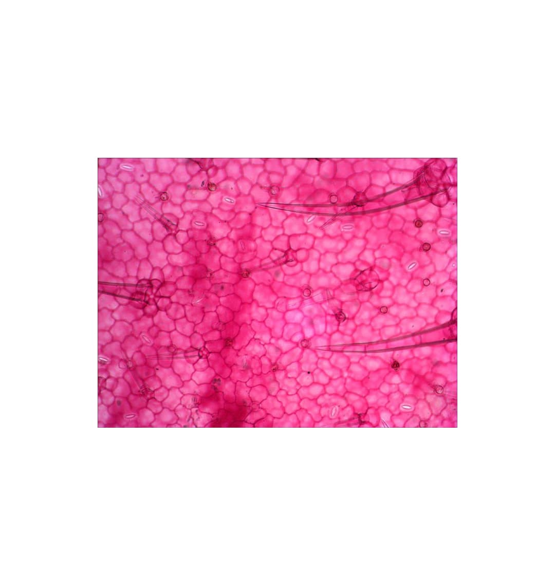 Набор микропрепаратов Levenhuk N18 NG