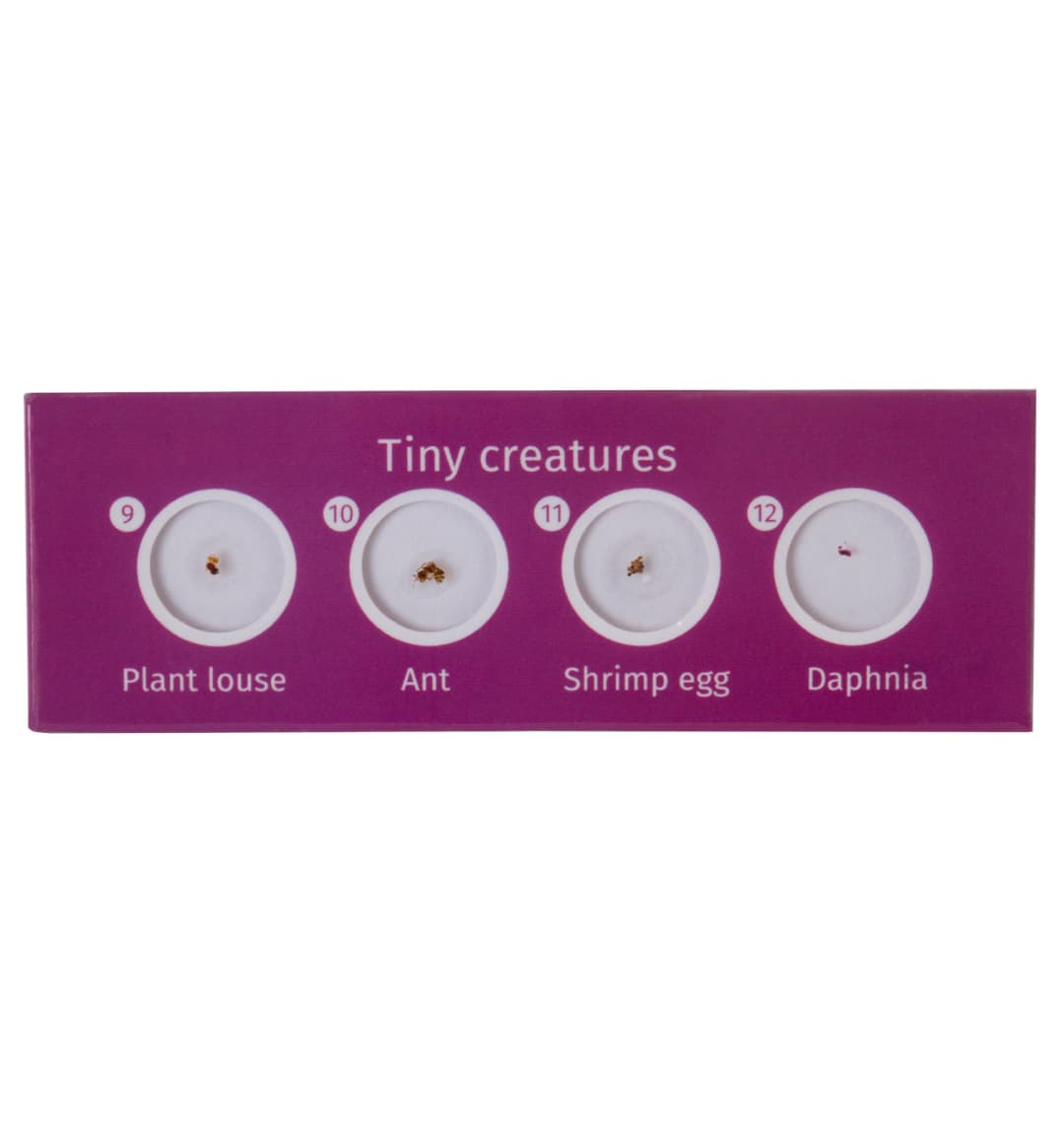Набор микропрепаратов Levenhuk LabZZ C12, существа