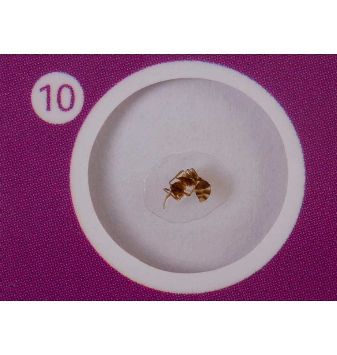 Набор микропрепаратов Levenhuk LabZZ C12, существа