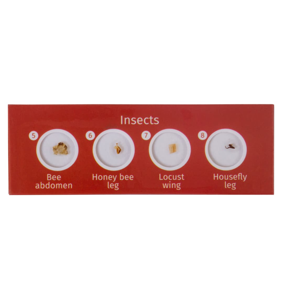 Набор микропрепаратов Levenhuk LabZZ C12, существа