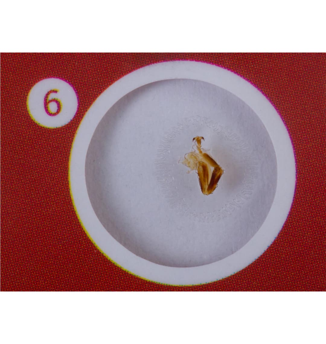 Набор микропрепаратов Levenhuk LabZZ C12, существа