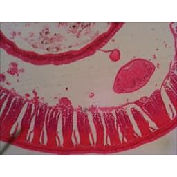 Набор микропрепаратов Levenhuk N18 NG