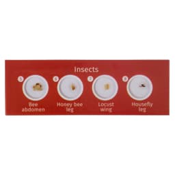 Набор микропрепаратов Levenhuk LabZZ C12, существа