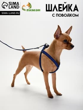 Шлейка с поводком, ОГ 36-49 см, ширина 1.5 см, поводок 120 см, рельефная, сине-чёрная