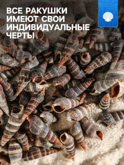 Набор ракушек Батиллярия, 100 г