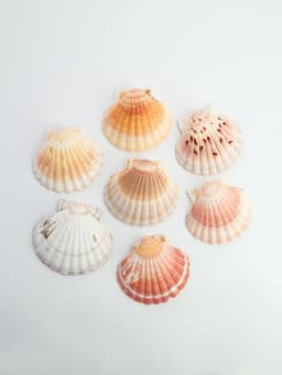 Ракушка декоративная Гребешок, 10-12 см