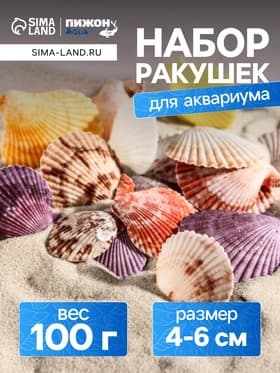 Набор ракушек Пектен Вексиллум средние, 4 - 6 см, 100 г
