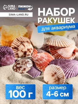 Набор ракушек Пектен Вексиллум средние, 4 - 6 см, 100 г