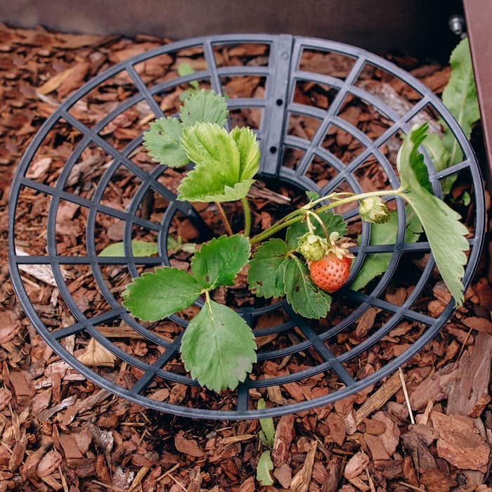 Кустодержатель для клубники, d=25.5 см, пластик, набор 5 шт., чёрный