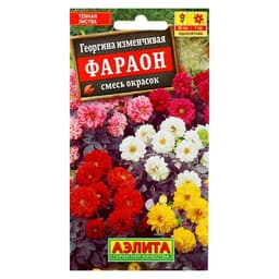 Семена цветов Георгина "Фараон", смесь окрасок, О, 0,3 г
