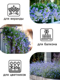 Семена цветов Лобелия «Сапфир» ампельная, однолетник, 0.05 г, «Аэлита»