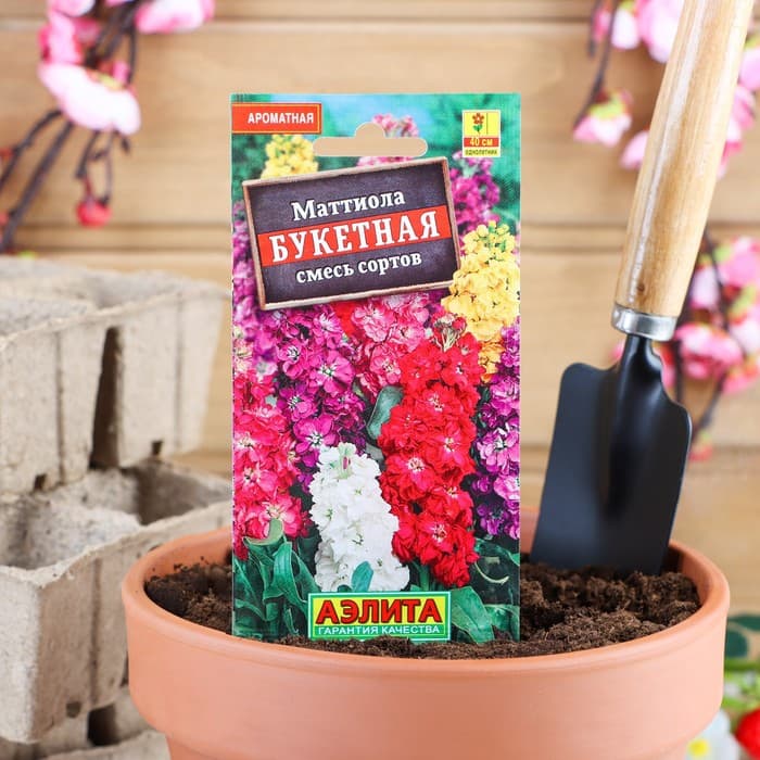 Семена цветов Маттиола Левкой «Букетная», смесь окрасок, однолетник, 0.2 г, «Аэлита»