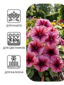 Семена цветов Петуния «Варвара Краса F1» многоцветковая, однолетник, 7 шт.