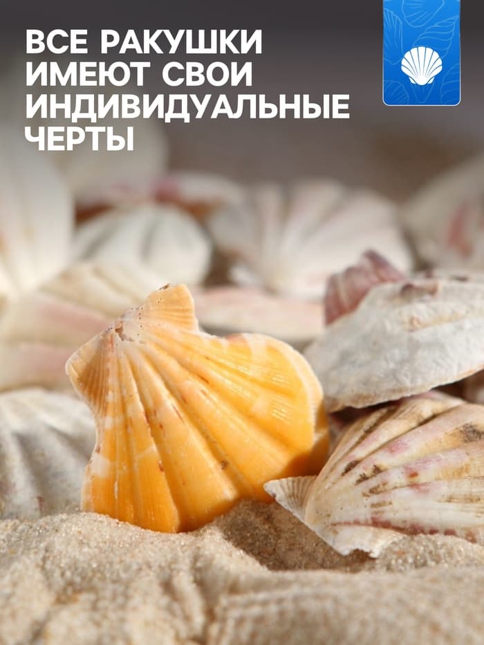 Набор ракушек, 4 - 5 см, 100 г