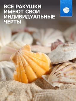 Набор ракушек, 4 - 5 см, 100 г