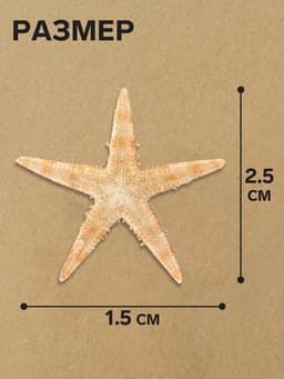 Набор натуральных морских звезд, 1.5 - 2.5 см, 20 шт.