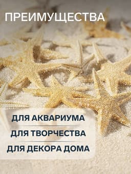 Набор натуральных морских звезд, 1.5 - 2.5 см, 20 шт.