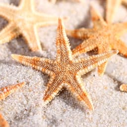 Набор натуральных морских звезд, 1.5 - 2.5 см, 20 шт.
