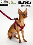 Комплект амуниции рельефный, поводок 120×1.5 см, ОГ 36-49 см, красно-синий