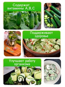 Семена Огурец «Аллигатор», F1, 0.2 г, ранний, «СеДеК»