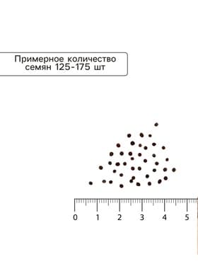 Семена Капуста белокочанная «Слава 1305 Лидер», среднеспелая, 0.5 г, «Аэлита»