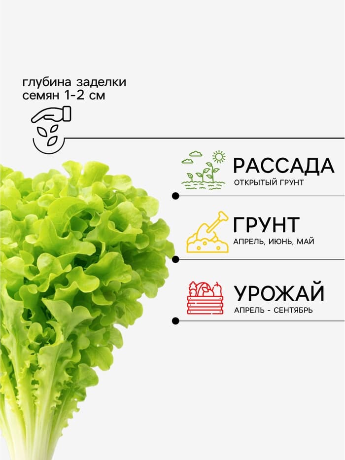 Семена Салат «Бутерброд» листовой, 0.5 г, «Аэлита»