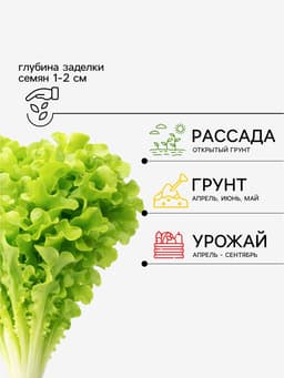Семена Салат «Бутерброд» листовой, 0.5 г, «Аэлита»