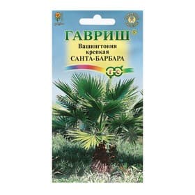 Семена комнатных цветов Вашингтония «Санта-Барбара», 3 шт.
