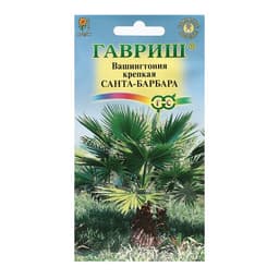 Семена комнатных цветов Вашингтония «Санта-Барбара», 3 шт.