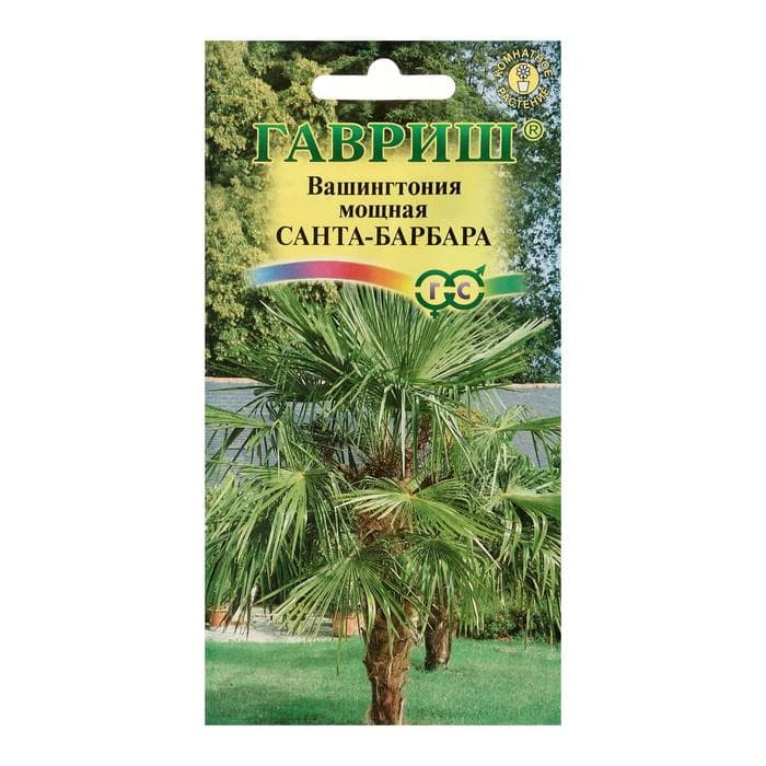 Семена комнатных цветов Вашингтония «Санта-Барбара», 3 шт.