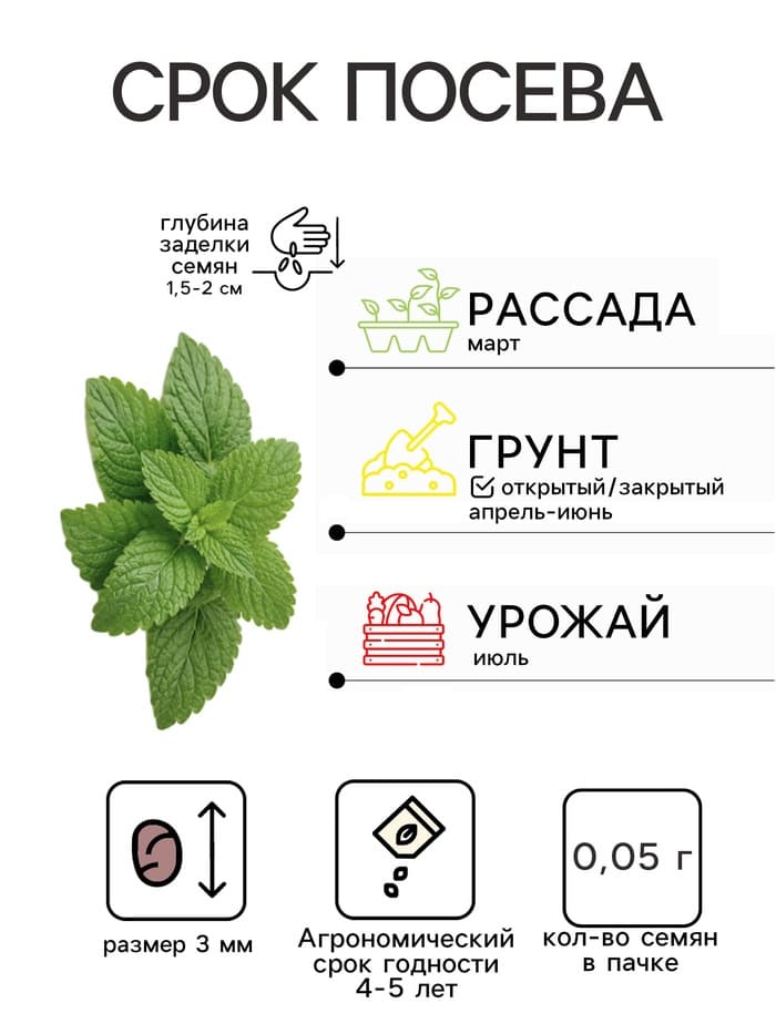 Семена Мята садовая «Ментол», 0.05 г, «Гавриш»