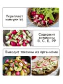 Семена Редис «Клюква в сахаре», скороспелый, 2 г
