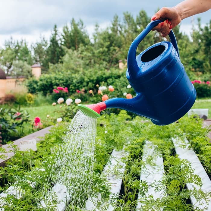 Лейка, 10 л, с рассеивателем, носик d=35 мм, цвет МИКС, «Классика»