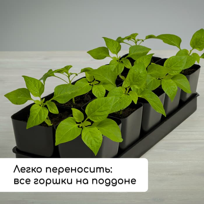 Набор для рассады: стаканы по 300 мл (12 шт.), поддон 45×18 см, МИКС, Greengo