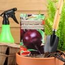 Семена Свёкла столовая «Пиковая дама», F1, 1 г, Premium seeds