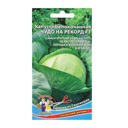 Семена Капуста белокочанная «Чудо на рекорд», F1, 0.3 г, позднеспелая, «Уральский дачник»