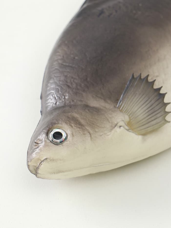 Муляж «Рыба лещ», 10×30 см